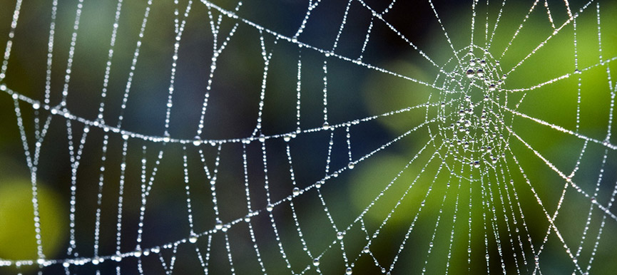 Web