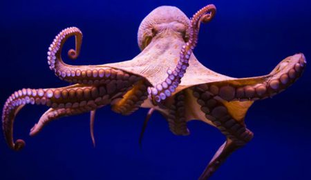 Mi navegador es un pulpo, ¿o no?